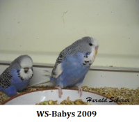 2009 B 003.png